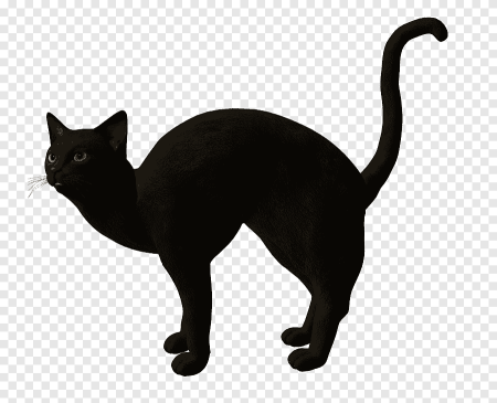 Черная кошка на прозрачном фоне