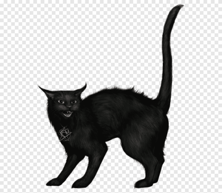 Черная кошка на прозрачном фоне