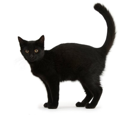 Чёрный кот