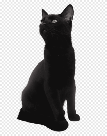 Чёрный кот