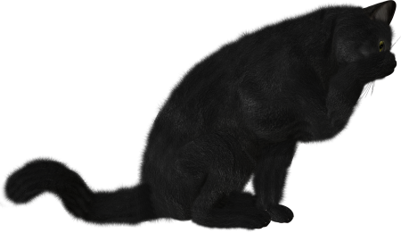 Черный кот на прозрачном фоне