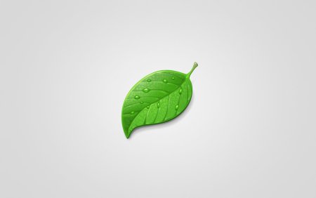 Зеленые листья на белом фоне