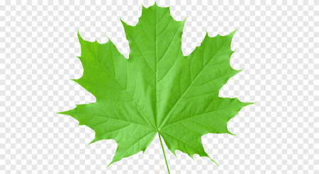 Кленовый лист зеленый