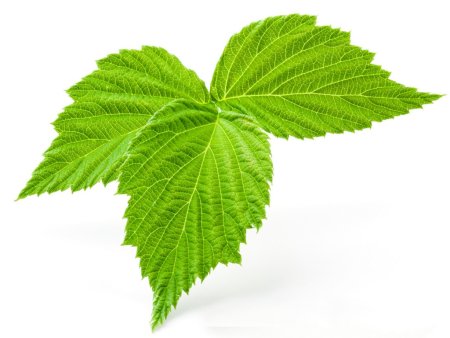 Rubus idaeus лист