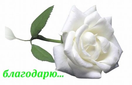 Белые розы на белом фоне