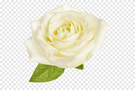 Белые розы на прозрачном фоне