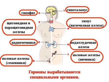Эндокринная система человека гормоны
