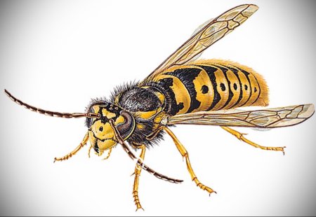 Рисунок осы крупным планом