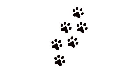 Кошачьи следы