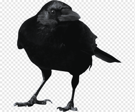 Ворон для фотошопа
