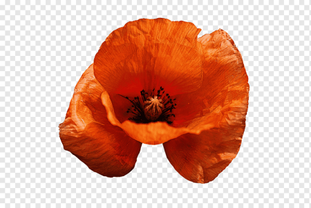 Мак без фона