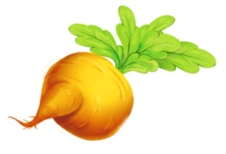 Репа на прозрачном фоне