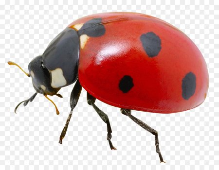Ladybird Божья коровка