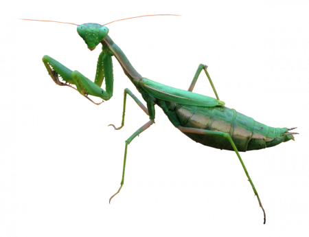 Богомол обыкновенный (Mantis religiosa)