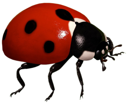 Божьи коровки