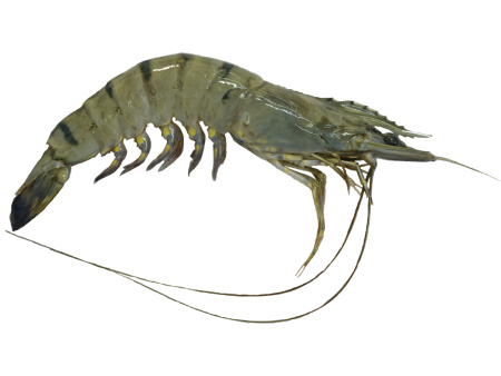 Penaeus monodon креветки