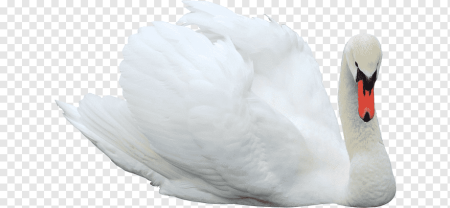 Лебеди для фотошопа