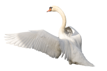 Лебеди (птицы)