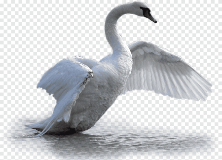Лебеди на прозрачном фоне для фотошопа