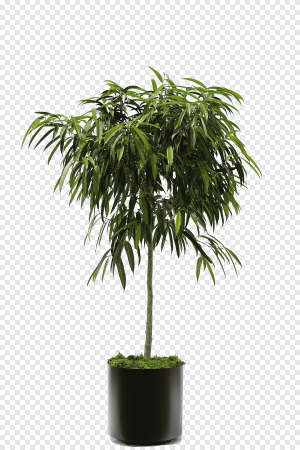 Ficus maclellandii