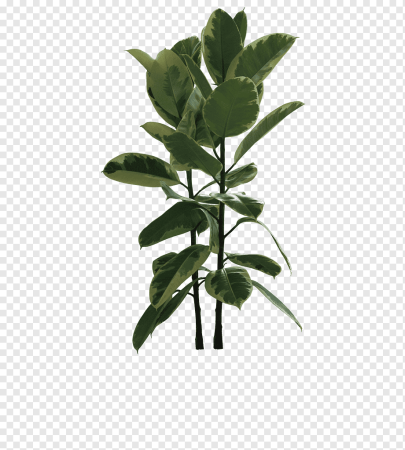 Ветка комнатного растения