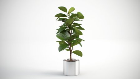 Ficus burkei