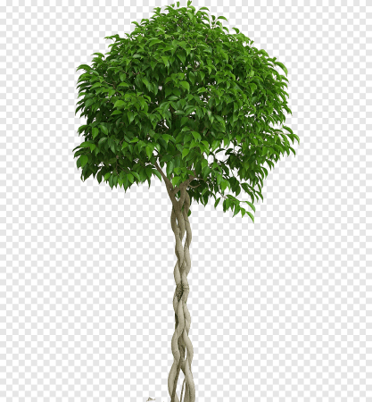 Фикус Бенджамина PNG