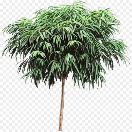 Ficus maclellandii