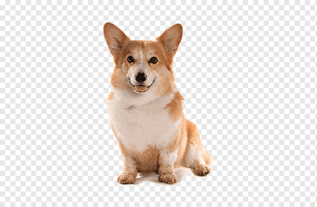 Собака корги прозрачный фон