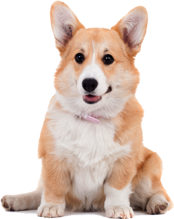 Вельш корги пемброк PNG