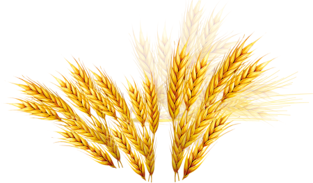 Wheat Barley вектор