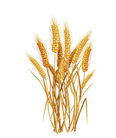 Колосья на прозрачном фоне