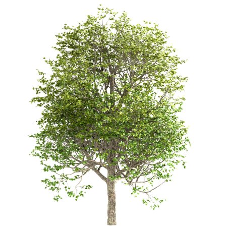Липа крупнолистная Tilia platyphyllos