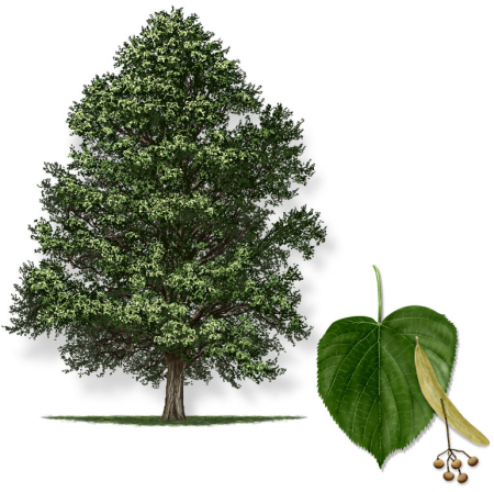 Basswood дерево