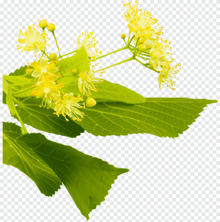 Липа цветки