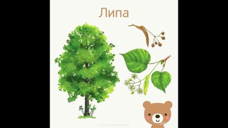 Липа для детей