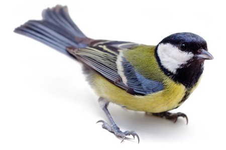 Синица на белом фоне