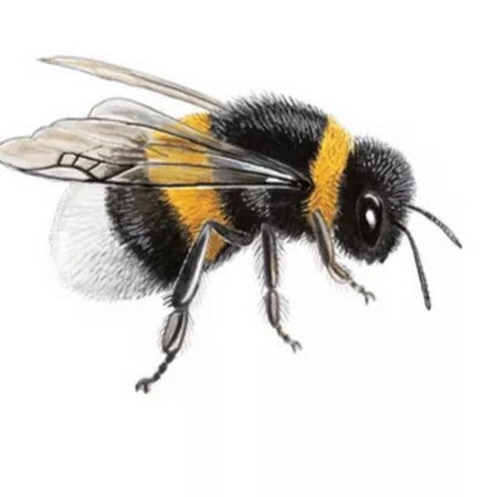 Пчела Bumblebee