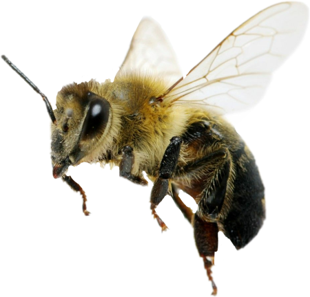 Челы на белом фоне