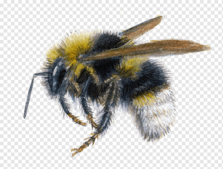 Psithyrus bohemicus