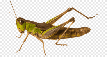 Grasshopper («кузнечик», 1946).
