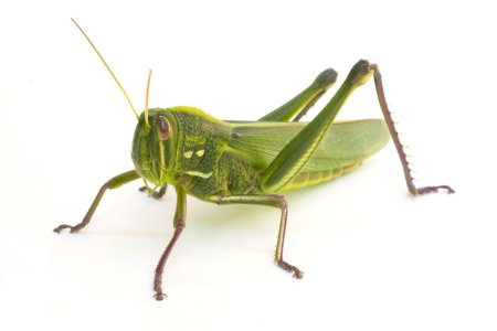 Grasshopper («кузнечик», 1946).