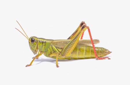 Melanoplus femurrubrum