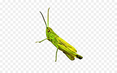 Кузнечик gif