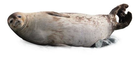 Картинки тюлень без фона (53 фото)