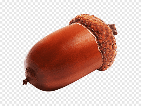 Желудь для детей