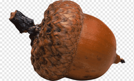 Желудь орех