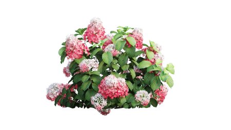 Гортензия метельчатая 3д