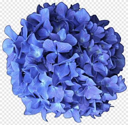 Гортензия France Blue