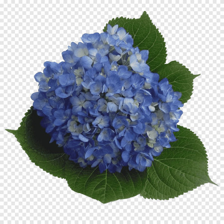 Hydrangea Lavender гортензия